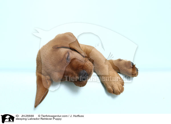 schlafender Labrador Retriever Welpe / sleeping Labrador Retriever Puppy / JH-26688