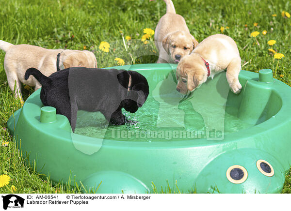 Labrador Retriever Welpen / Labrador Retriever Puppies / AM-06541