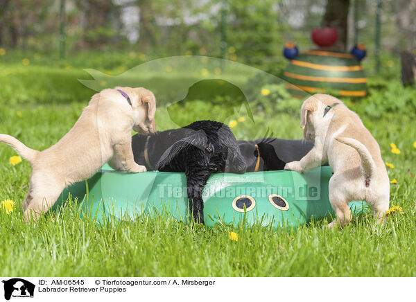 Labrador Retriever Welpen / Labrador Retriever Puppies / AM-06545