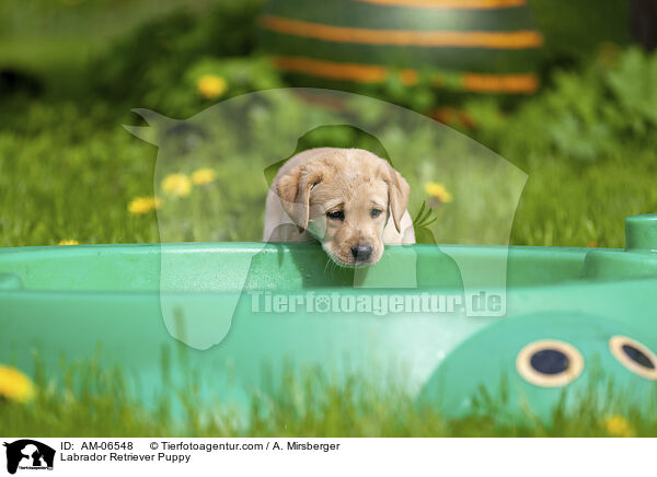 Labrador Retriever Welpe / Labrador Retriever Puppy / AM-06548