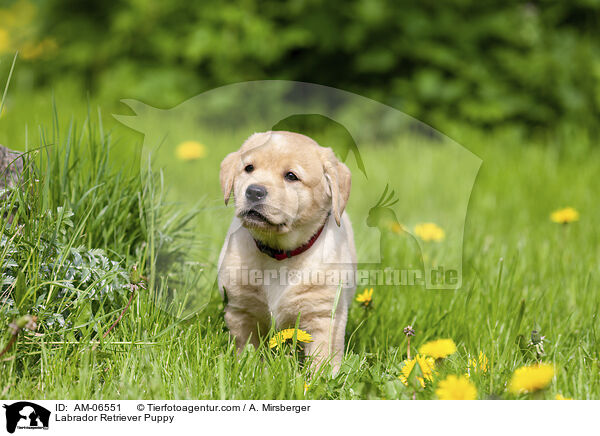 Labrador Retriever Welpe / Labrador Retriever Puppy / AM-06551