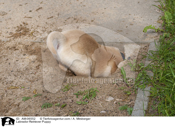 Labrador Retriever Welpe / Labrador Retriever Puppy / AM-06552