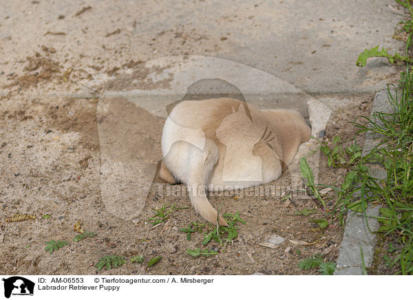 Labrador Retriever Welpe / Labrador Retriever Puppy / AM-06553
