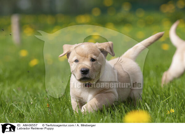 Labrador Retriever Welpe / Labrador Retriever Puppy / AM-06557