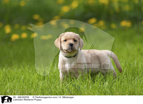 Labrador Retriever Welpe / Labrador Retriever Puppy / AM-06559