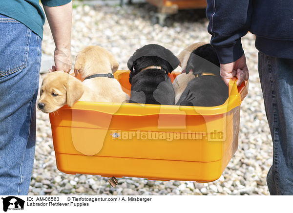 Labrador Retriever Welpen / Labrador Retriever Puppies / AM-06563