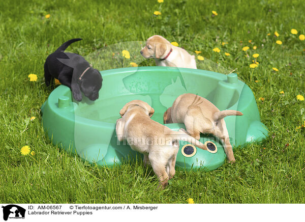 Labrador Retriever Welpen / Labrador Retriever Puppies / AM-06567