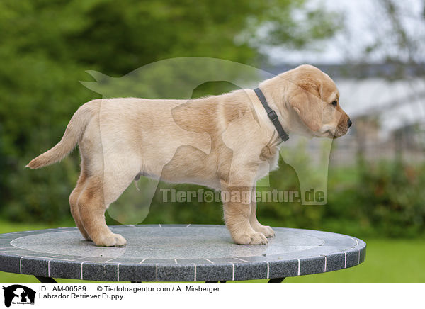 Labrador Retriever Welpe / Labrador Retriever Puppy / AM-06589