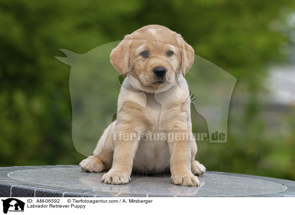 Labrador Retriever Welpe / Labrador Retriever Puppy / AM-06592