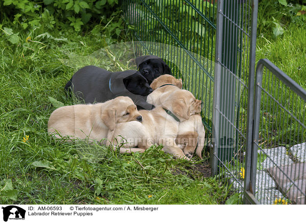 Labrador Retriever Welpen / Labrador Retriever Puppies / AM-06593