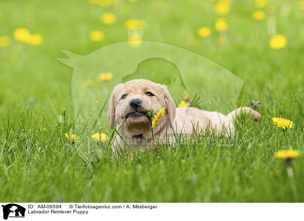Labrador Retriever Welpe / Labrador Retriever Puppy / AM-06594