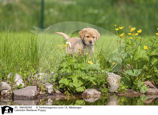 Labrador Retriever Welpe / Labrador Retriever Puppy / AM-06595