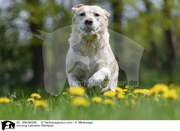 rennender Labrador Retriever / running Labrador Retriever / AM-06596