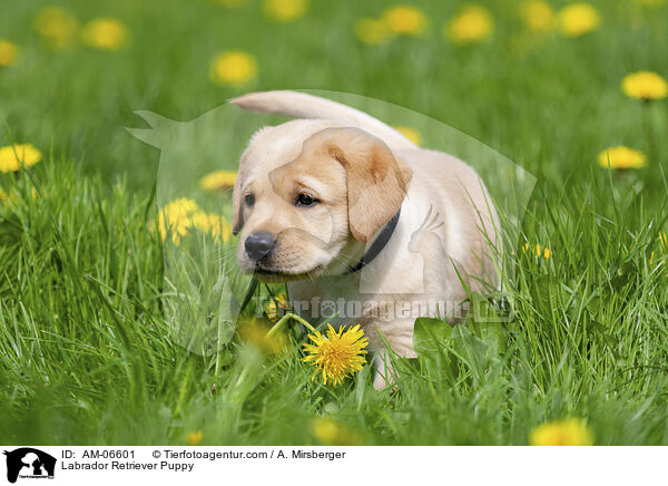 Labrador Retriever Welpe / Labrador Retriever Puppy / AM-06601