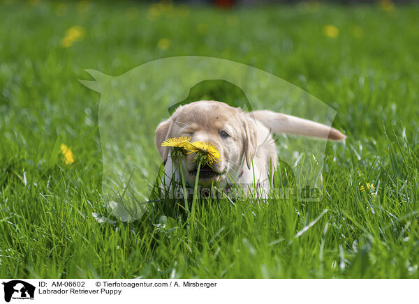 Labrador Retriever Welpe / Labrador Retriever Puppy / AM-06602
