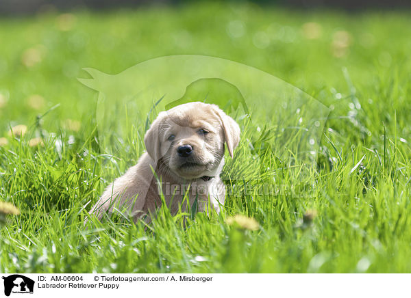 Labrador Retriever Welpe / Labrador Retriever Puppy / AM-06604