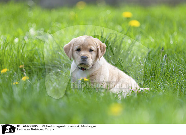 Labrador Retriever Welpe / Labrador Retriever Puppy / AM-06605