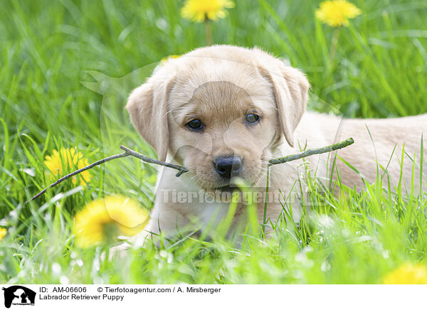 Labrador Retriever Welpe / Labrador Retriever Puppy / AM-06606