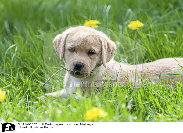 Labrador Retriever Welpe / Labrador Retriever Puppy / AM-06607