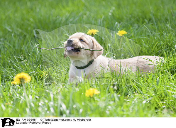 Labrador Retriever Welpe / Labrador Retriever Puppy / AM-06608