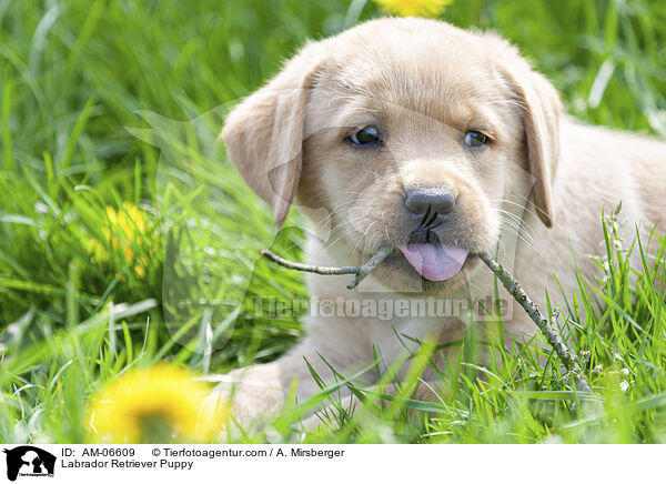 Labrador Retriever Welpe / Labrador Retriever Puppy / AM-06609