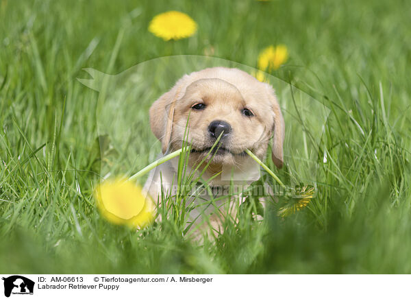 Labrador Retriever Welpe / Labrador Retriever Puppy / AM-06613