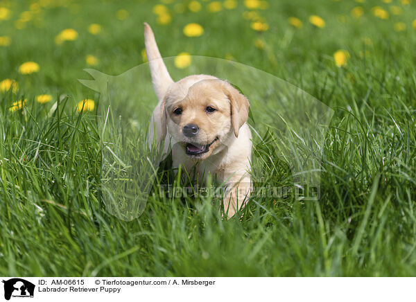Labrador Retriever Welpe / Labrador Retriever Puppy / AM-06615