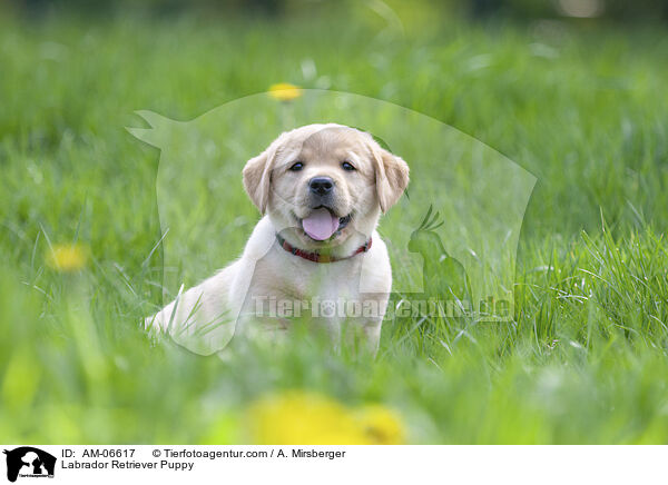 Labrador Retriever Welpe / Labrador Retriever Puppy / AM-06617