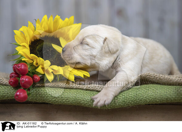 liegender Labradorwelpe / lying Labrador Puppy / AK-01182