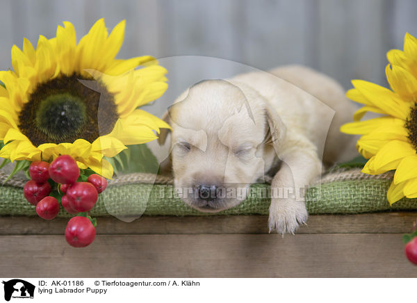 liegender Labradorwelpe / lying Labrador Puppy / AK-01186