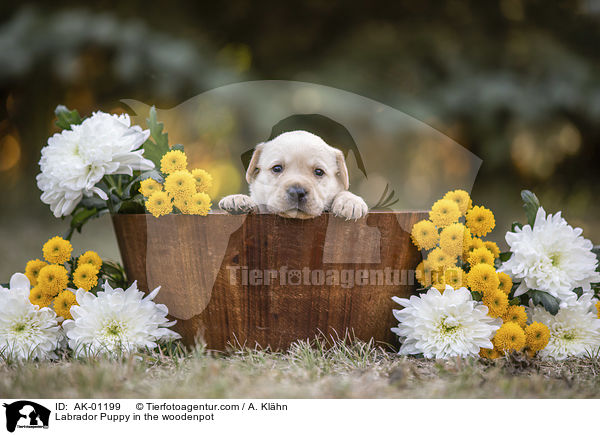 Labrador Welpe im Holzkbel / Labrador Puppy in the woodenpot / AK-01199