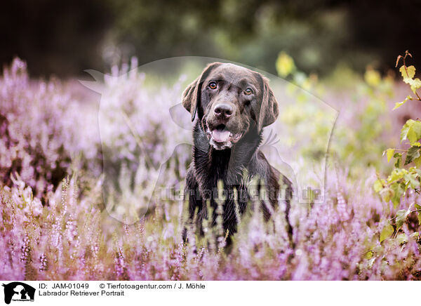 Labrador Retriever Portrait / Labrador Retriever Portrait / JAM-01049