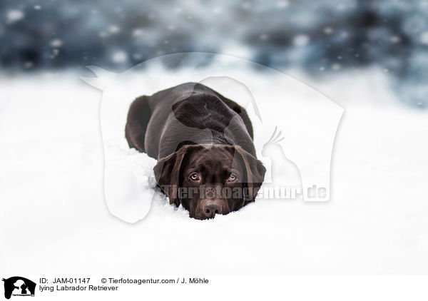 liegender Labrador Retriever / lying Labrador Retriever / JAM-01147