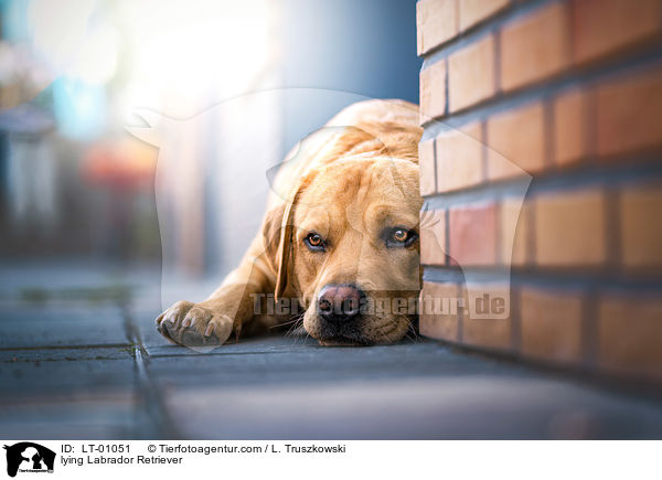 liegender Labrador Retriever / lying Labrador Retriever / LT-01051