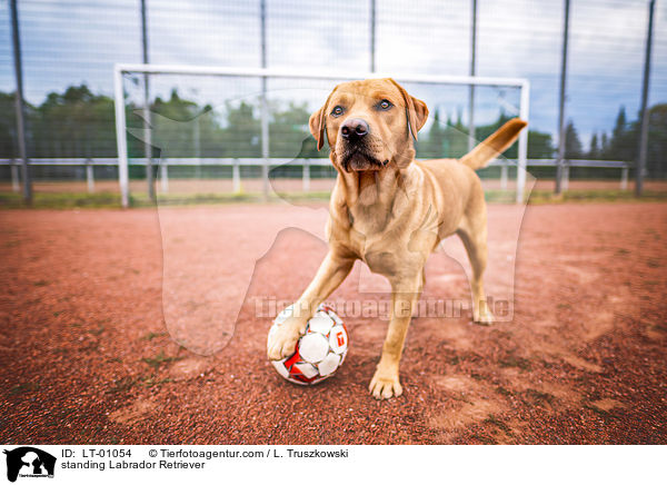 stehender Labrador Retriever / standing Labrador Retriever / LT-01054