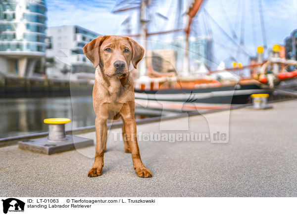 stehender Labrador Retriever / standing Labrador Retriever / LT-01063