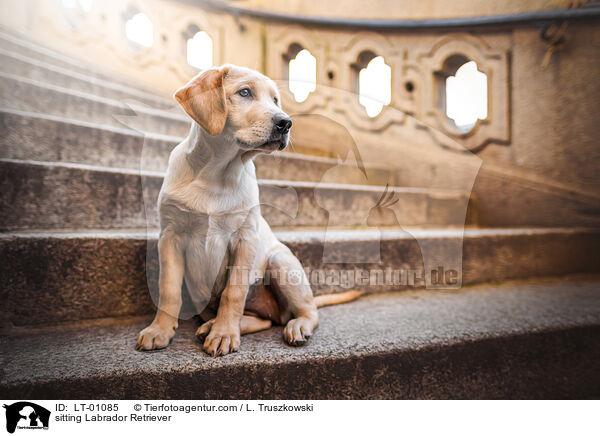 sitzender Labrador Retriever / sitting Labrador Retriever / LT-01085