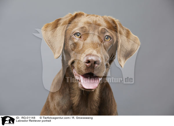 Labrador Retriever Portrait / Labrador Retriever portrait / RG-01148