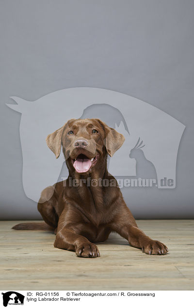 liegender Labrador Retriever / lying Labrador Retriever / RG-01156