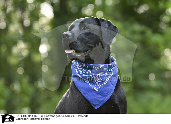 Labrador Retriever Portrait / Labrador Retriever portrait / EHO-01446
