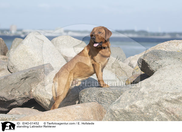 standing Labrador Retriever / EHO-01452