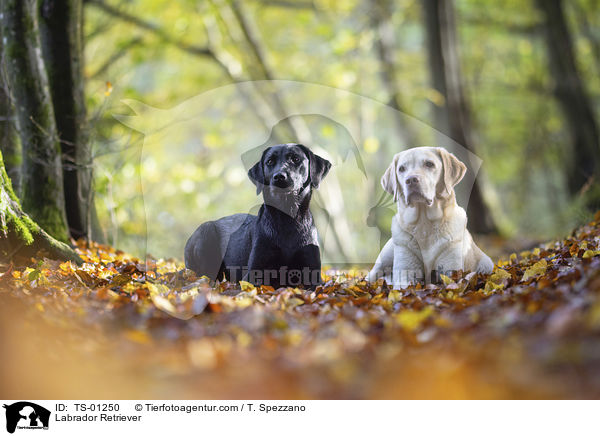 Labrador Retriever / Labrador Retriever / TS-01250