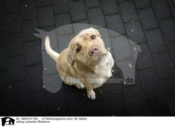 sitzender Labrador Retriever / sitting Labrador Retriever / MAH-01199