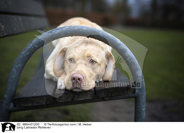 liegender Labrador Retriever / lying Labrador Retriever / MAH-01200