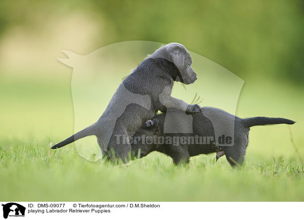 spielende Labrador Retriever Welpen / playing Labrador Retriever Puppies / DMS-09077