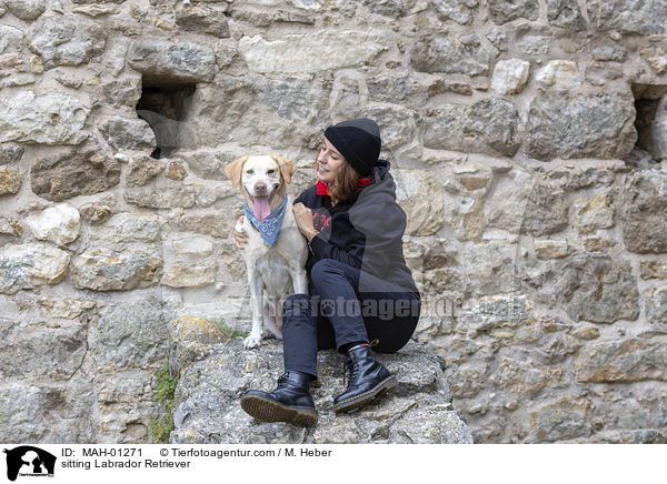 sitzender Labrador Retriever / sitting Labrador Retriever / MAH-01271