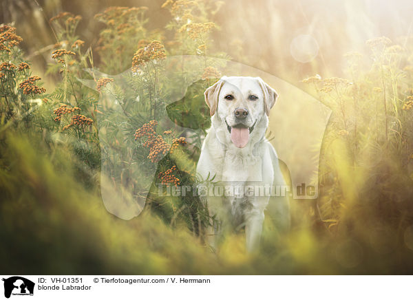 blonder Labrador / blonde Labrador / VH-01351