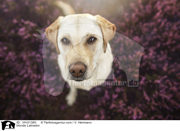 blonder Labrador / blonde Labrador / VH-01360