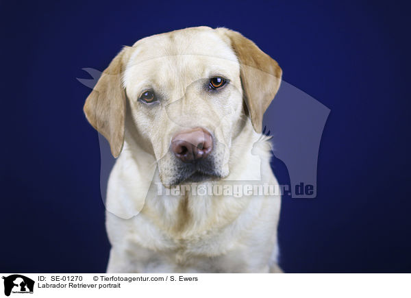 Labrador Retriever Portrait / Labrador Retriever portrait / SE-01270