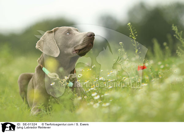 liegender Labrador Retriever / lying Labrador Retriever / SE-01324